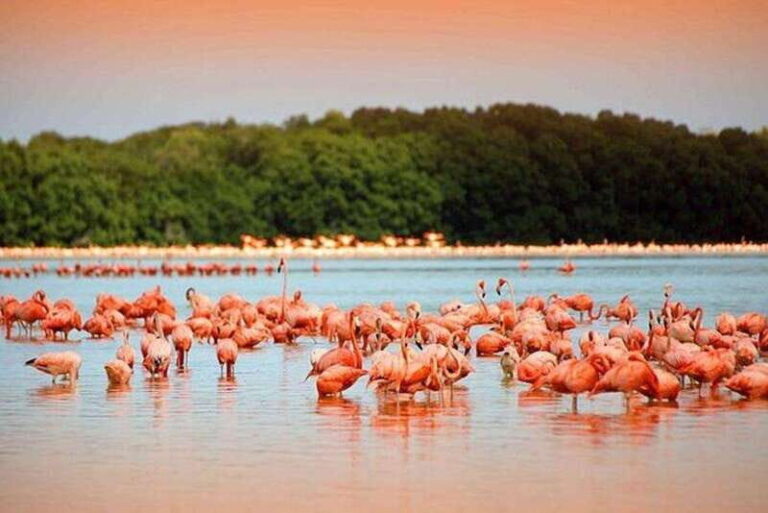 Cancun: Las Coloradas and Río Lagartos Private Tour - The Itinerary in Detail