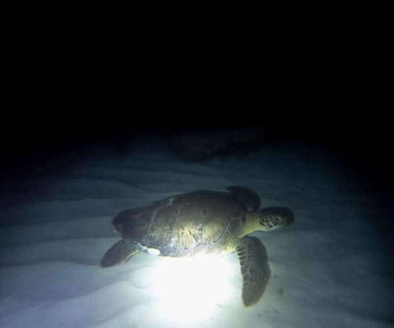 Cancun: Night Dive for Certified Divers - Why You’ll Love the Cancun Night Dive Experience