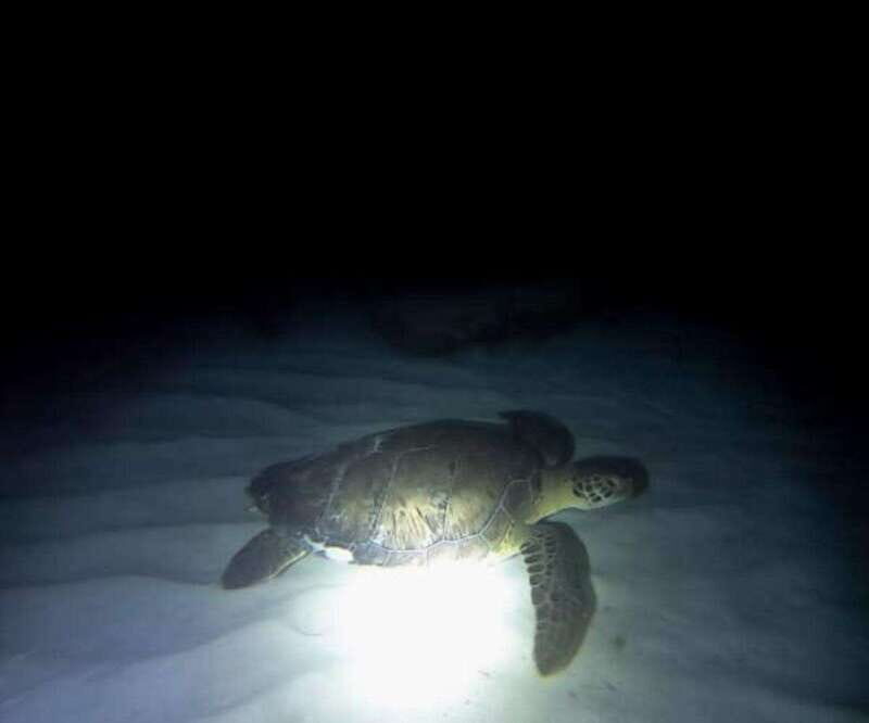 Cancun: Night Dive for Certified Divers - Why You’ll Love the Cancun Night Dive Experience