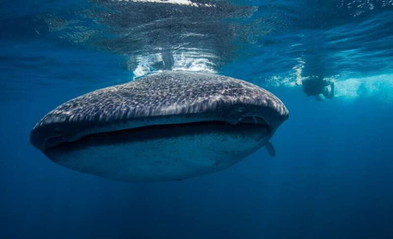 Cancun or Riviera Maya: Whale Shark Tour & Playa Norte Beach - What’s Included and Not Included