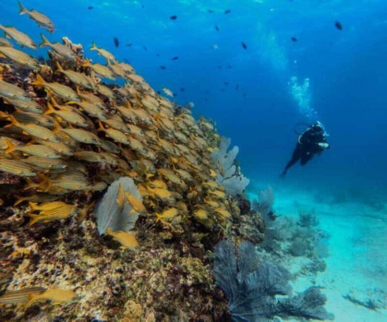 Cancun: PADI Open Water Diver Course - The Practicalities: What’s Included and What You’ll Need