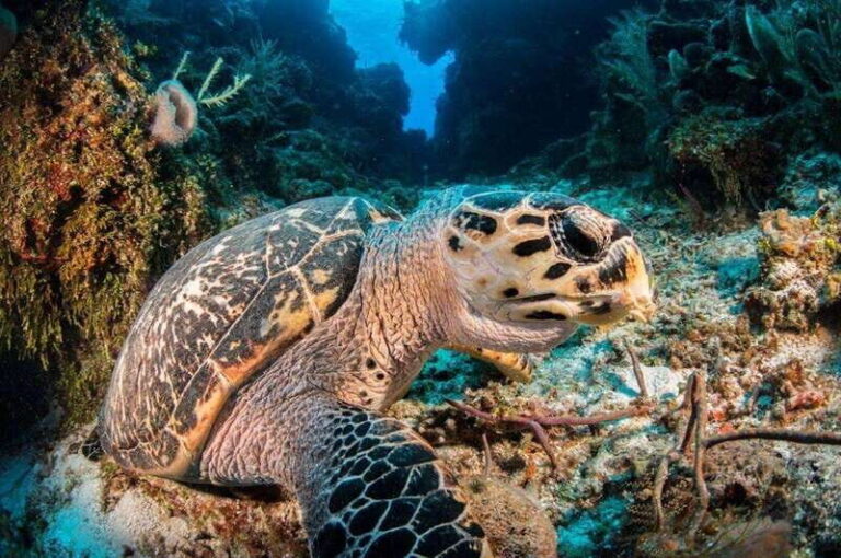 Cancun: Parrotfish Adventure Package - What to Expect During Your 3-Day Diving Journey