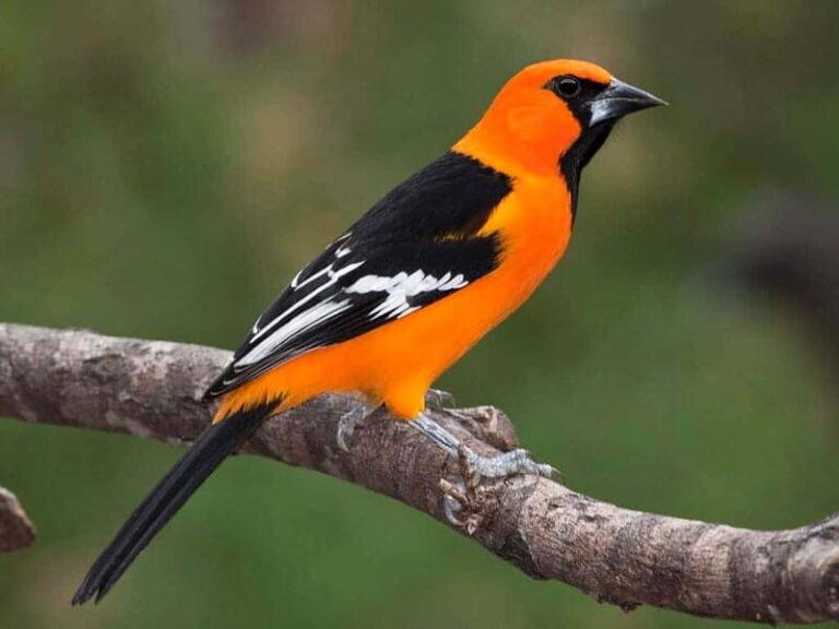 Cancun: Private Birdwatching Tour - Why This Tour Is Worth the Price