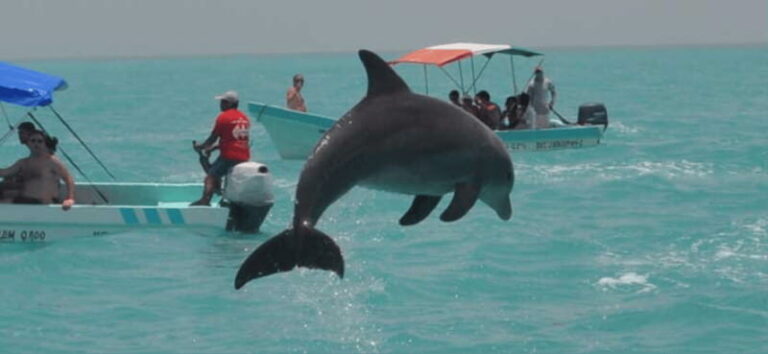 Cancun: Sian Ka'an Adventure and Dolphin Sightseeing - The Wildlife Viewing: Dolphins, Turtles, Birds
