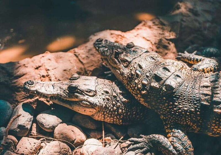 Cancun: Speedboat Adventure & Crocodile Sighting - The Practicalities and Value of the Tour
