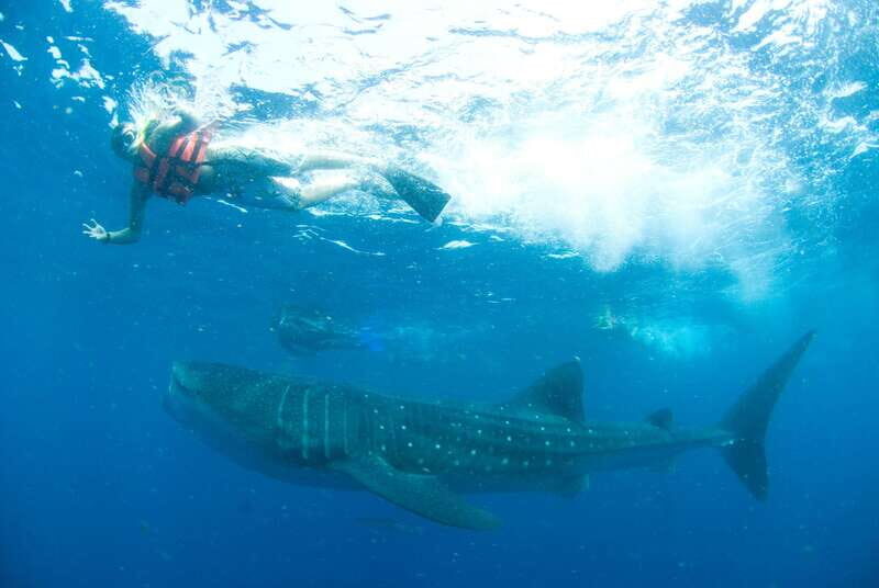 Cancún: Swim with Whale Sharks - What Sets This Tour Apart?