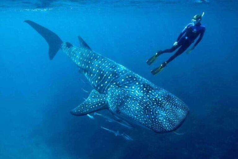 Cancun: Swim with Whale Sharks - Isla Mujeres Stopover and Wildlife Viewing