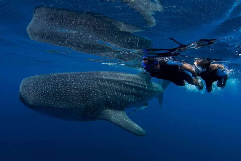 Cancun: Swim with Whale Sharks. Boat Tour, Isla Mujeres stop - Why This Tour Offers Great Value