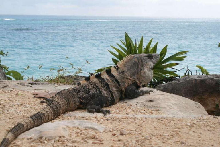 Cancun: Tulum, Coba and Cenote Archaeology and Nature Tour - Transportation and Logistics
