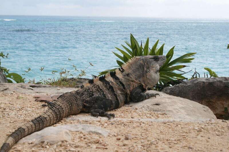 Cancun: Tulum, Coba and Cenote Archaeology and Nature Tour - Transportation and Logistics