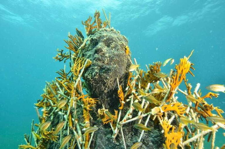 Cancún: Underwater Museum & Reef for Certified Scuba Divers - Who Will Love This Experience?