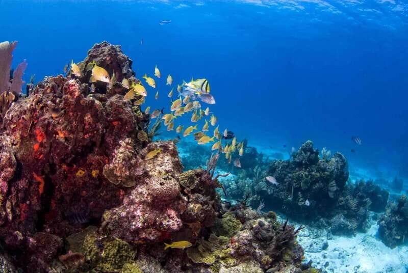 Catalina Island Full-Day Diving Tour + Lunch from Punta Cana - Transportation and Group Size