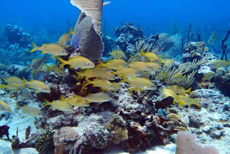 Catalina Island Full-Day Snorkeling + Lunch from Punta Cana - Exploring the Itinerary: What to Expect