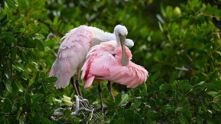 Celestun mangroves boat tour from Merida - What We Learned from Real Travelers
