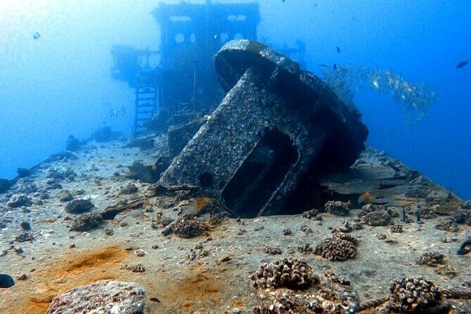 Certified Diver: 2-Tank Deep Wreck and Shallow Reef Dive Off Oahu - What to Expect: Marine Life and Sightings