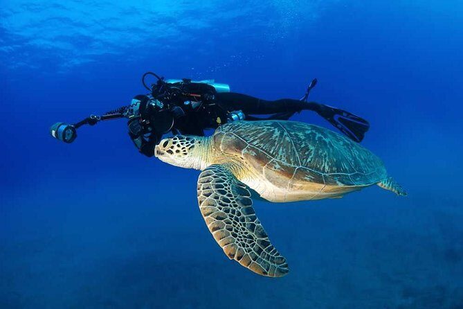 Certified Diver: 2-Tank Shallow Reef Dives off Oahu - The Sum Up