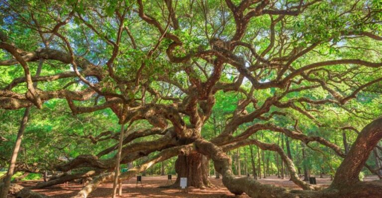 Charleston: Wadmalaw Island Wine Tasting and Tea Garden Trip - Exploring Wadmalaw Island in Depth