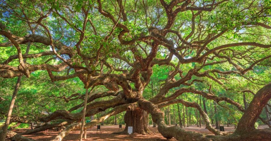 Charleston: Wadmalaw Island Wine Tasting and Tea Garden Trip - Exploring Wadmalaw Island in Depth