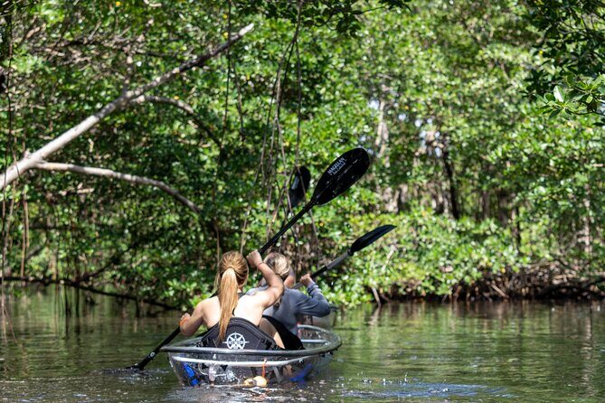 Clear Kayak Tour in North Miami Beach - Mangrove Tunnels - Who Is This Tour Best Suited For?