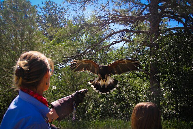 Colorado Springs Hands-On Falconry Class and Demonstration - The Experience in Detail: A Closer Look