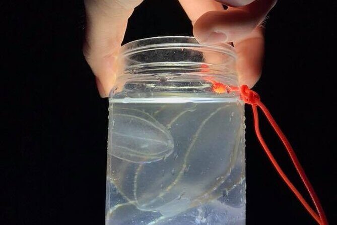Comb Jelly Bioluminescence Kayak Tour - Who Should Consider This Tour?