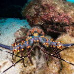 Cozumel Discover Scuba Diving from boat - Why This Tour Is a Great Choice