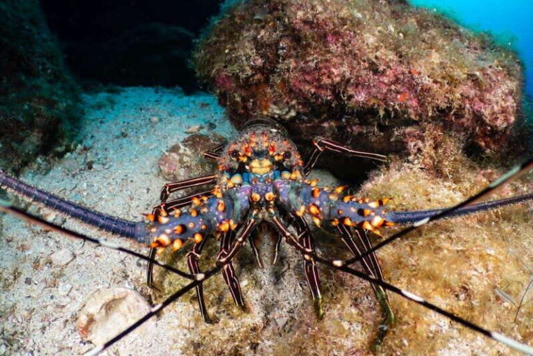 Cozumel Discover Scuba Diving from boat - Why This Tour Is a Great Choice