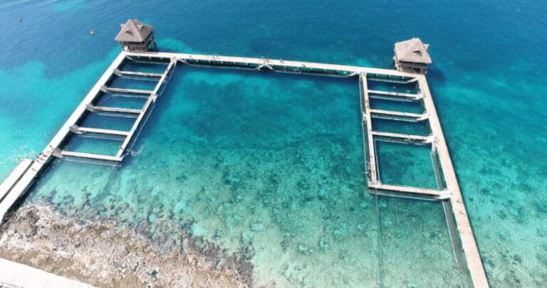 Cozumel: Dolphin Royal Swim and Manatee Interaction - What to Expect During the Tour