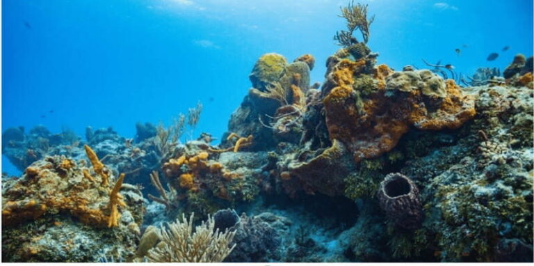 Cozumel: Ocean Dive - What Makes This Tour Stand Out