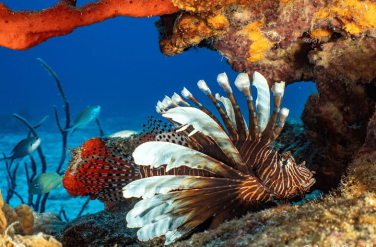 Cozumel: Open Water PADI Diver Course - Why Cozumel Is Perfect for Learning to Dive