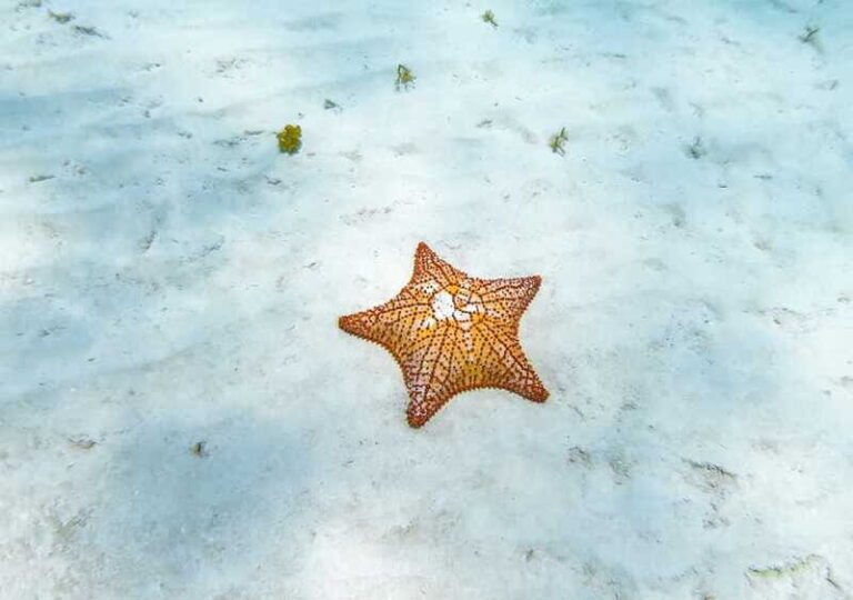 Cozumel: Snorkel Tour to El Cielo, Palancar & Colombia Reef - Final Thoughts