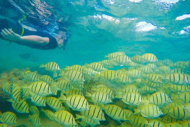 Customizable Island Tours Tours on Oahu - Why Choose This Tour?