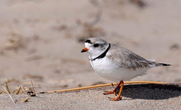 Day Trip from Boston: Guided Nature Walk at Crane Estate - Exploring Hidden Beaches and Coastal Trails