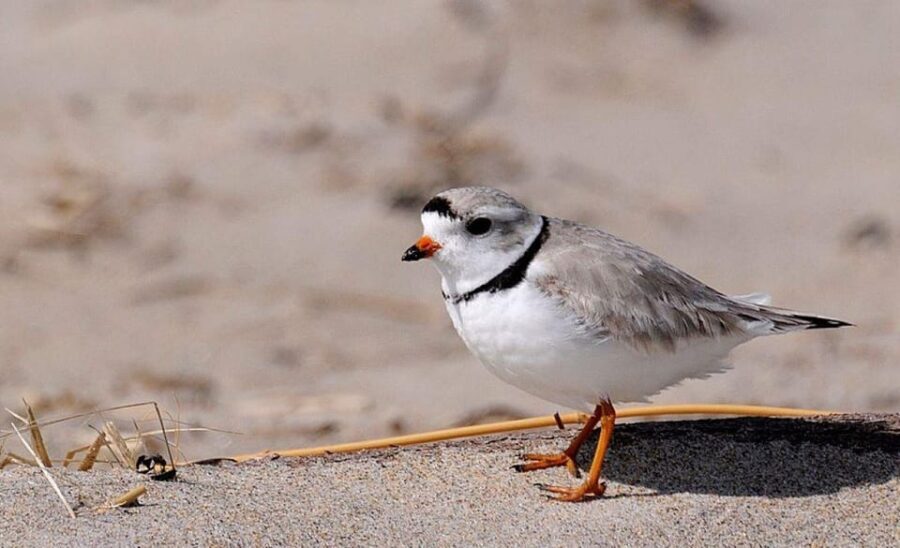 Day Trip from Boston: Guided Nature Walk at Crane Estate - Exploring Hidden Beaches and Coastal Trails