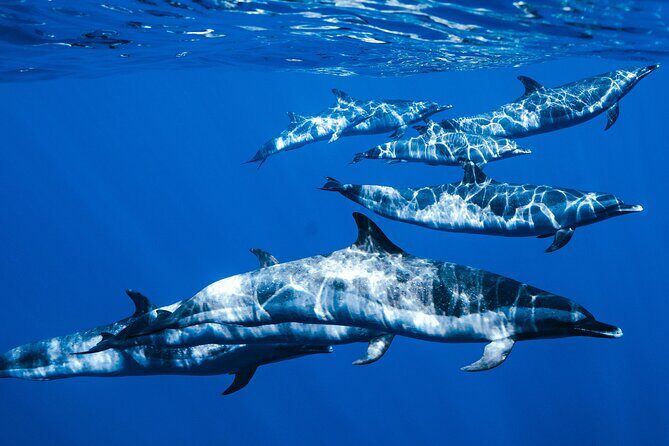 Deluxe Catamaran Swim with Dolphins in Oahu with Waterslide - Analyzing the Value for Money