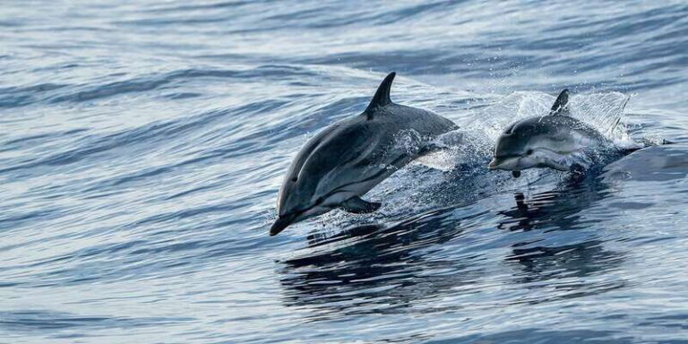 Destin: Dolphin Watching Cruise - What Travelers Should Know Before Booking