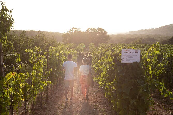 Dinner in the vineyard with wine tasting and walk - FAQs