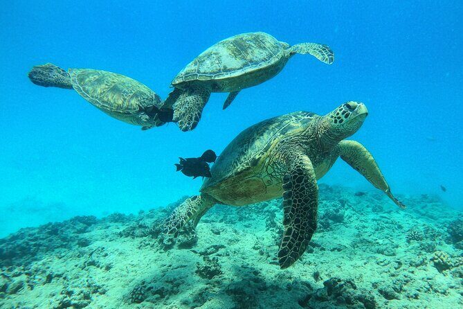 DISCOVER Scuba Diving Experience in Honolulu - Why We Think It’s Worth It