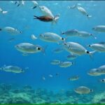 Discover SCUBA Diving with Pissouri Bay Divers - Transportation and Logistics