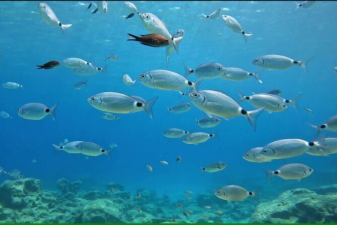 Discover SCUBA Diving with Pissouri Bay Divers - Transportation and Logistics