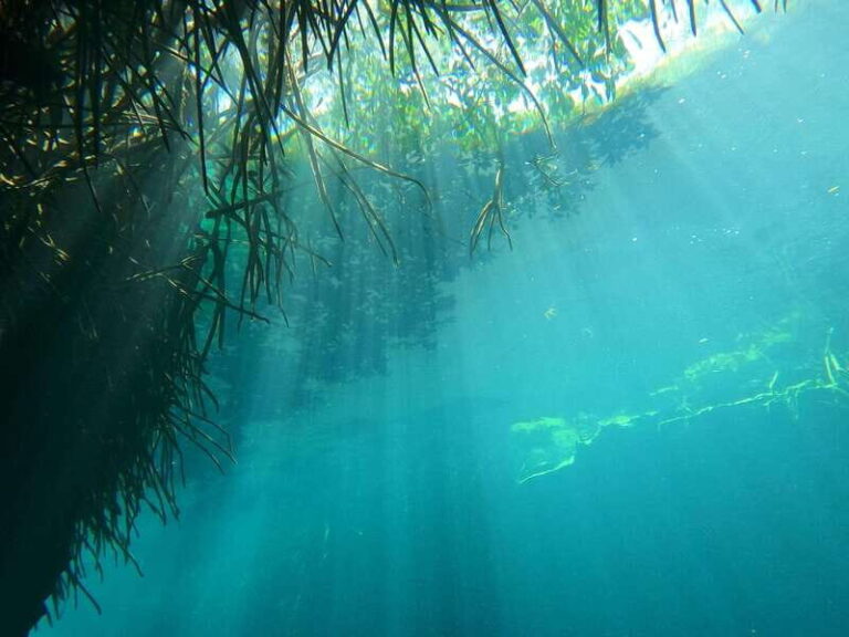 DIVING IN MAYAN CENOTES; THE LARGEST AQUIFER IN THE WORLD - What to Expect from This Tour