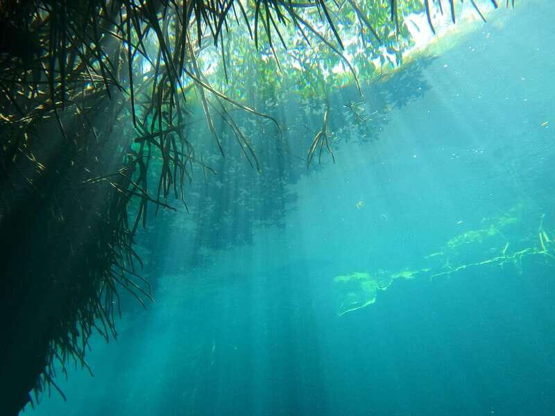 DIVING IN MAYAN CENOTES; THE LARGEST AQUIFER IN THE WORLD - What to Expect from This Tour
