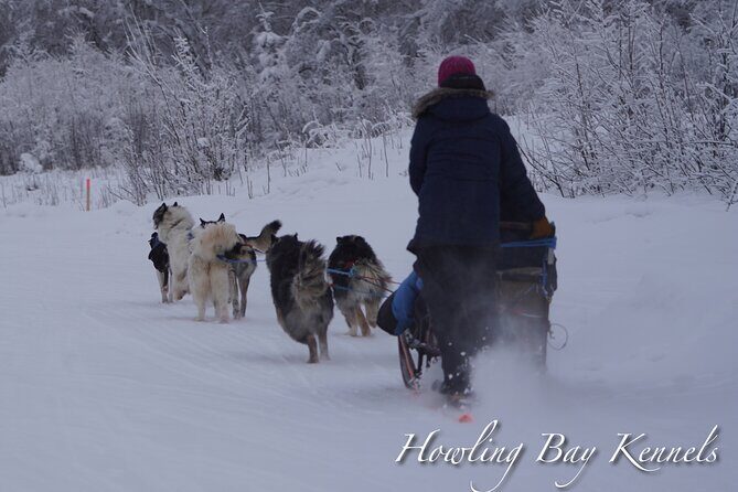 Dog Sled Adventure - Authentic Experiences Reported by Travelers