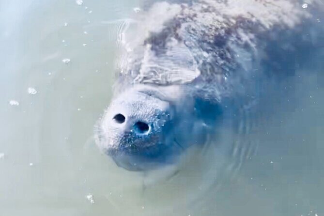 Dolphin and Manatee Kayak and SUP Adventure Tour of Cocoa Beach - The Sum Up
