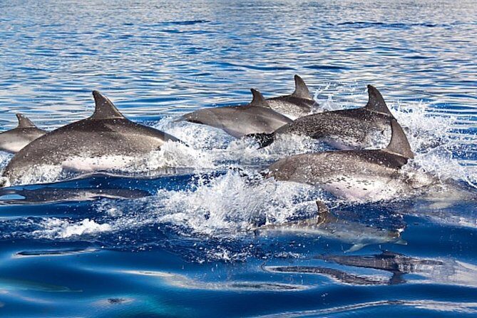 Dolphin and Whales watching cruise from Puerto Rico de Gran Canaria - The Value of This Marine Tour