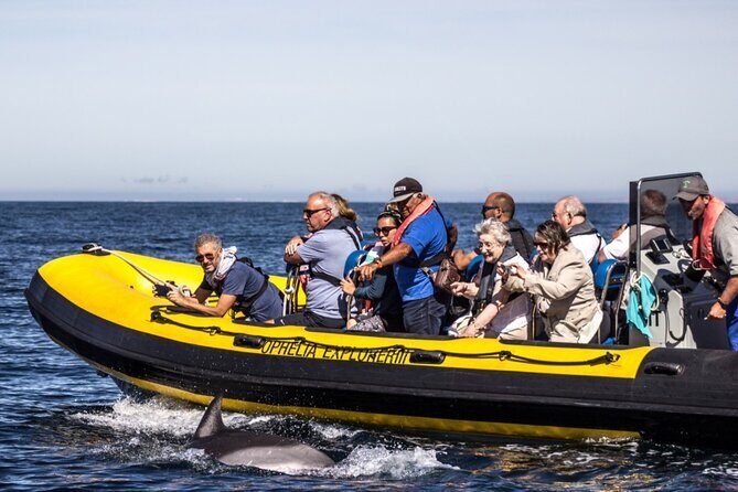 Dolphin Discovery - Final Thoughts