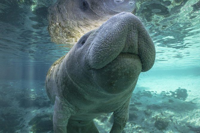 Dolphin & Manatee Kayaking Tour in Orlando Area - FAQ