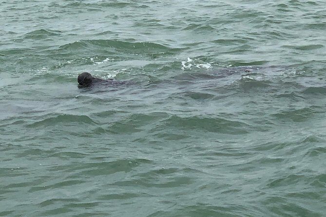 Dolphin Shelling Snorkeling Cruise in Tampa - Who Would Love This Tour?