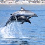 Dolphin Sightseeing Boat Tour from Benalmadena - The Overall Value