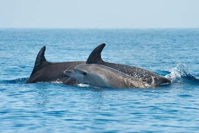 Dolphin Watching Boat Excursion to Figarolo Island from Olbia - An In-Depth Look at the Experience